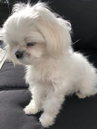 Tim Toy'as lil korean angel Polly Enjoys the sun. Flyttade till Goa Angelica 